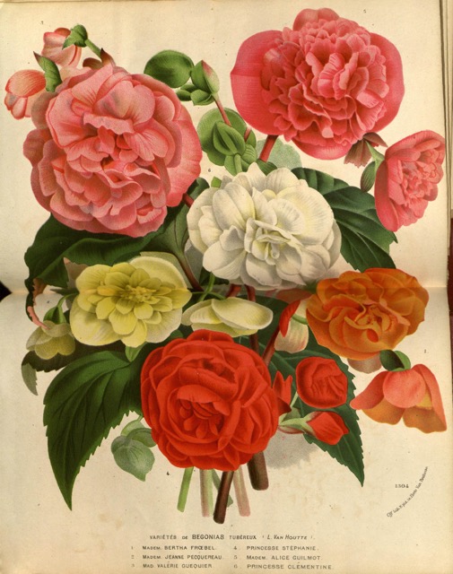 B. ‘Mme. Bertha Froebel’